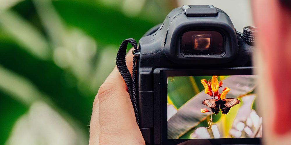 close up of a hand holding a digital camera with a photo of a black and orange butterfly on an orange flower in the display