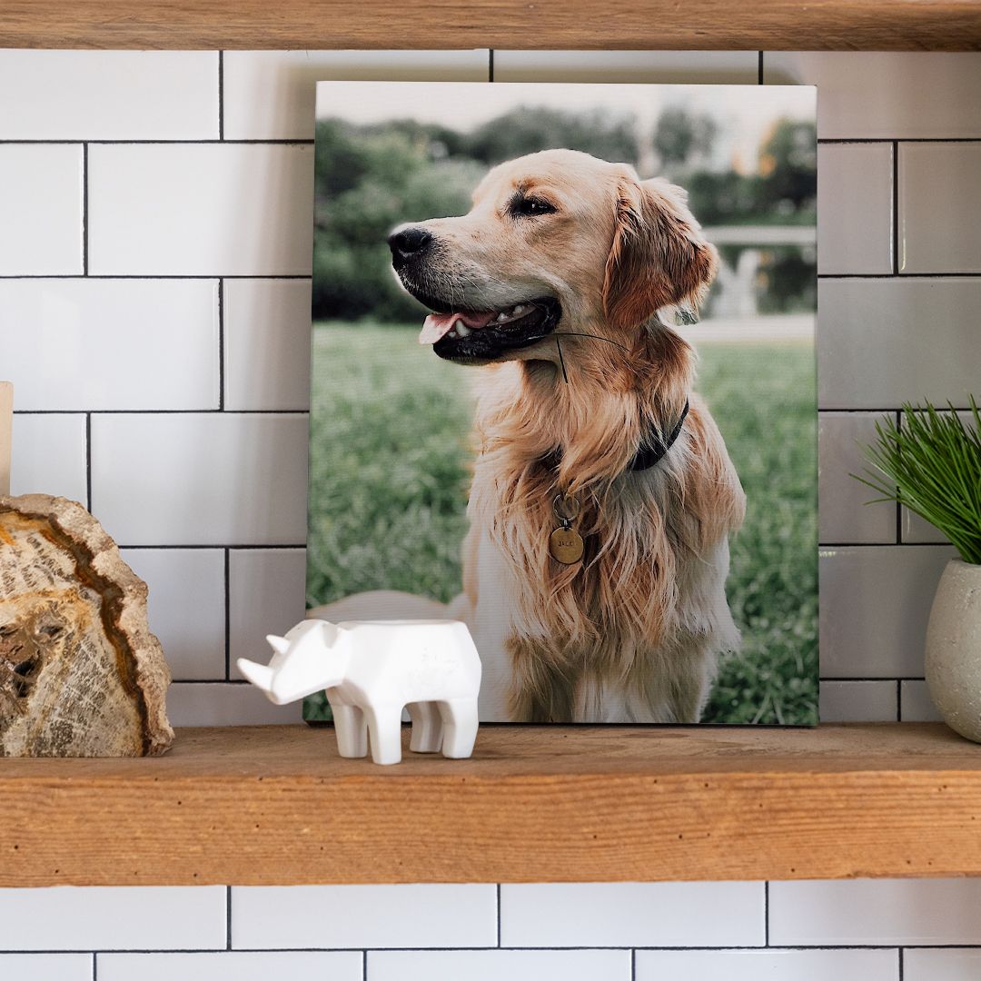 a small canvas print photo of a golden lab sitting on a wooden shelf