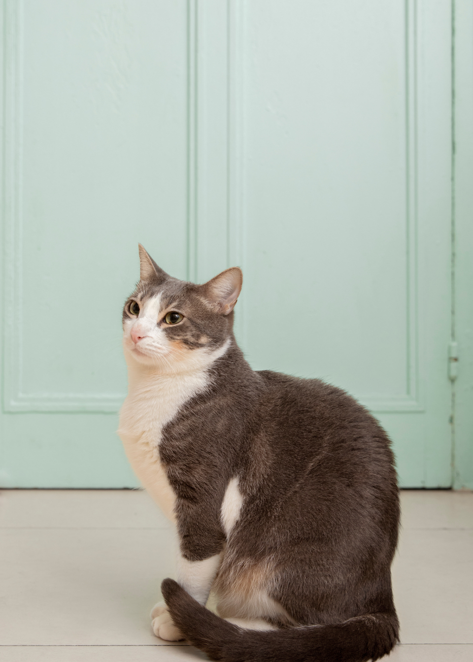 5 Best Automatic Cat Feeder for Convenient and Reliable Feeding