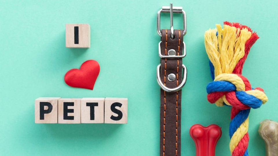 Pampering Your Pets: Top 6 lists Products for a Happy and Healthy Furry Friend