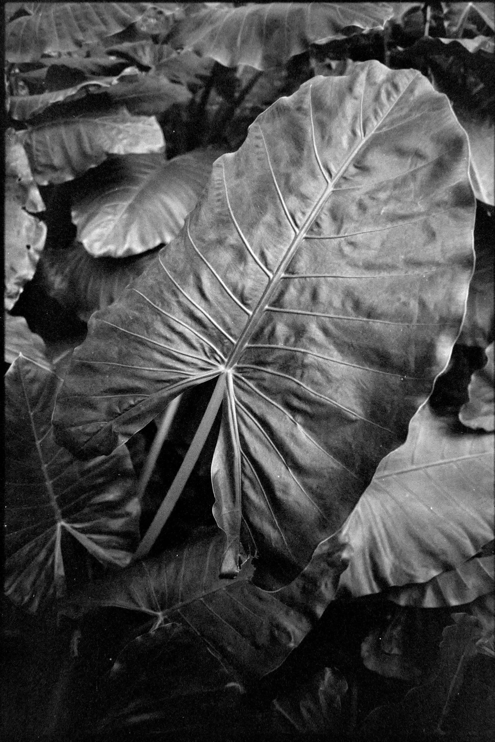 A black and white image of Taro leaves with one big one right in the middle.