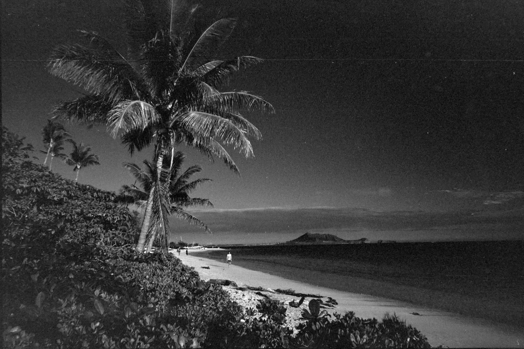 Black and white image of a few large palm trees left of center with the beach to the right.