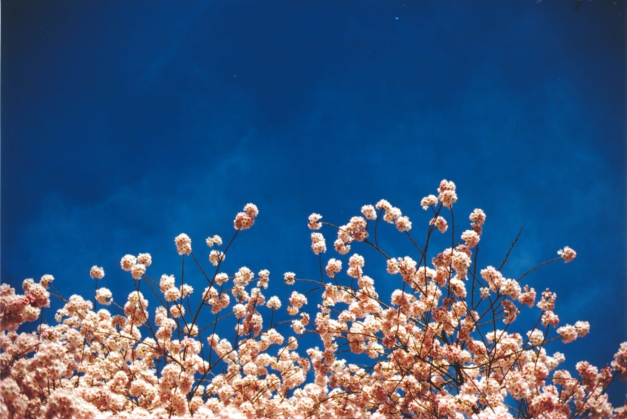 A deep blue sky punctuated by branches of pink cherry blossoms.