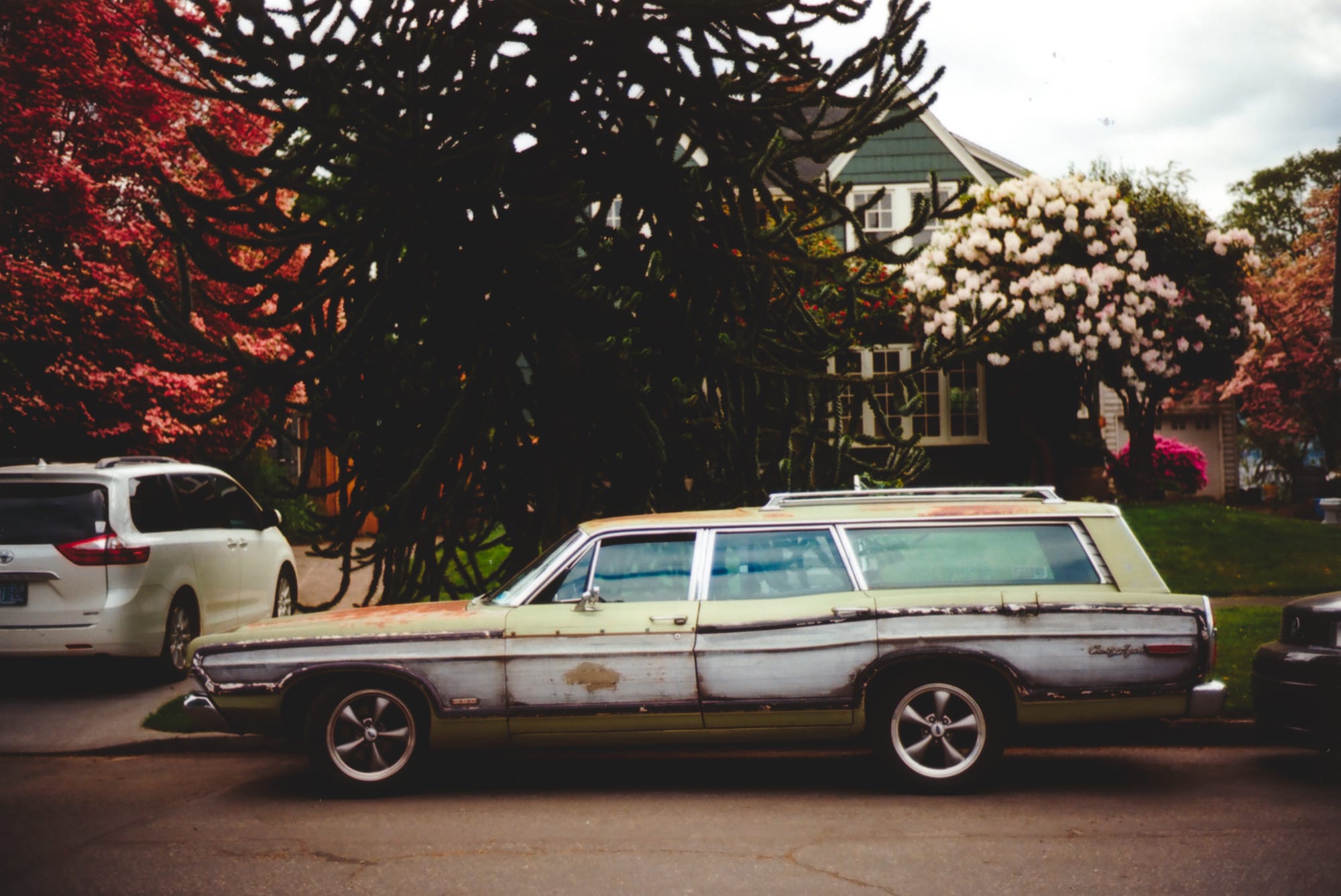 A 70s station wagon with some cosmetic flaws in front of a monkey puzzle tree and house.