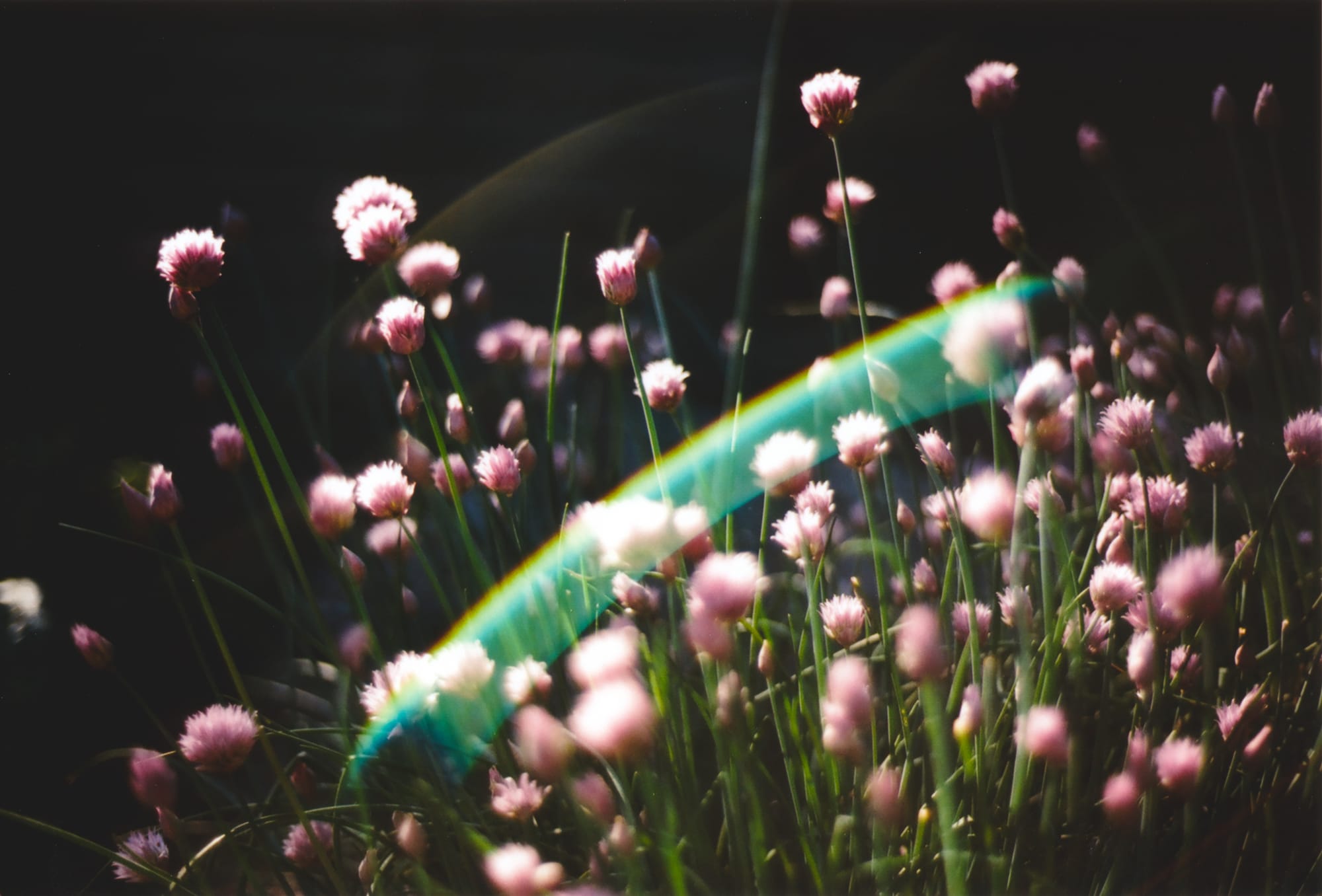 Purple flowers of a chive plant against a dark background with a couple of arched sun flares.