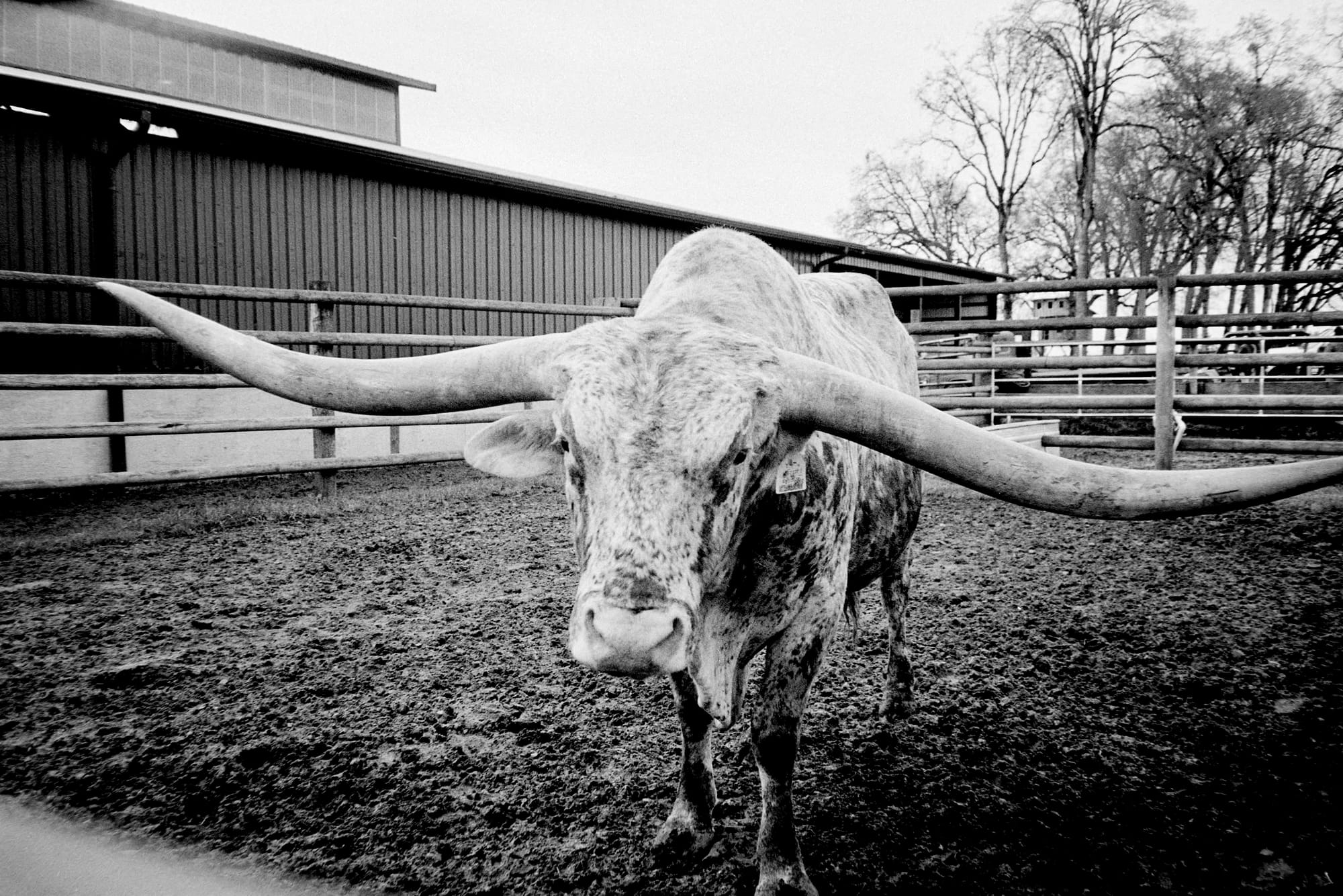 A black and white image of a huge texas longhorn bull.