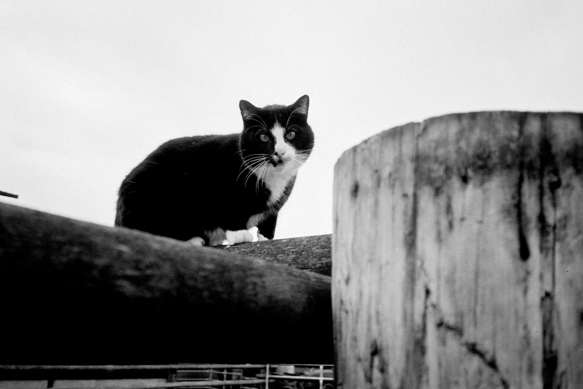 black and white image of a black and white cat sitting on a fence.