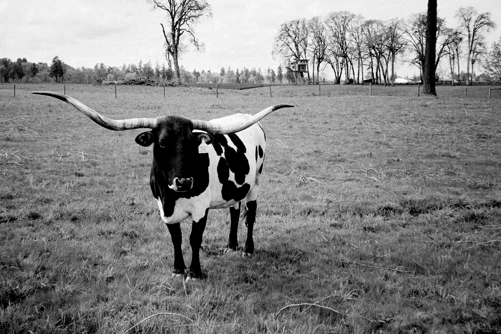a black and white image of a black and white cow alone in a field with a fence and trees in the background.