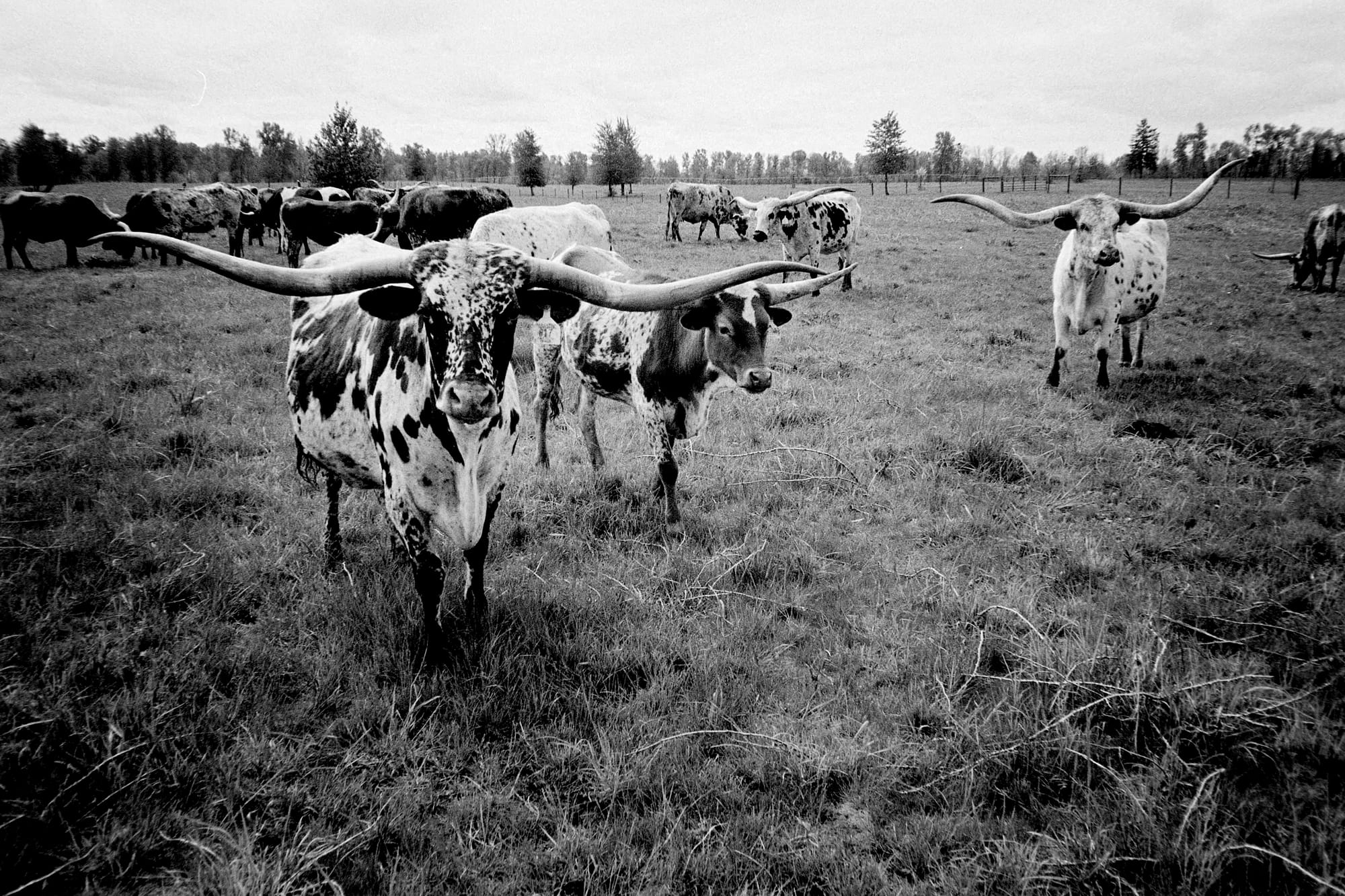 A herd of longhorns in a field.