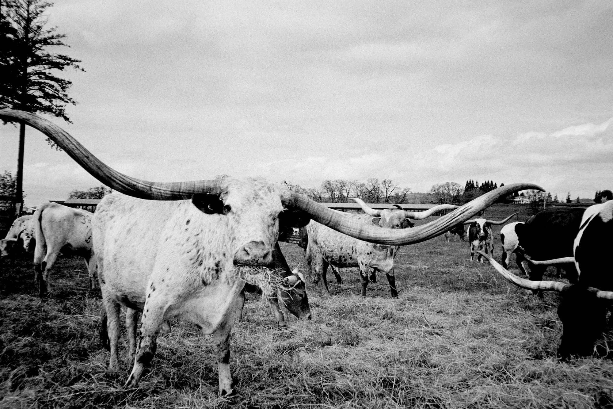 A mostly white cow with very wide horns looking at the camera with it's head slightly cocked.