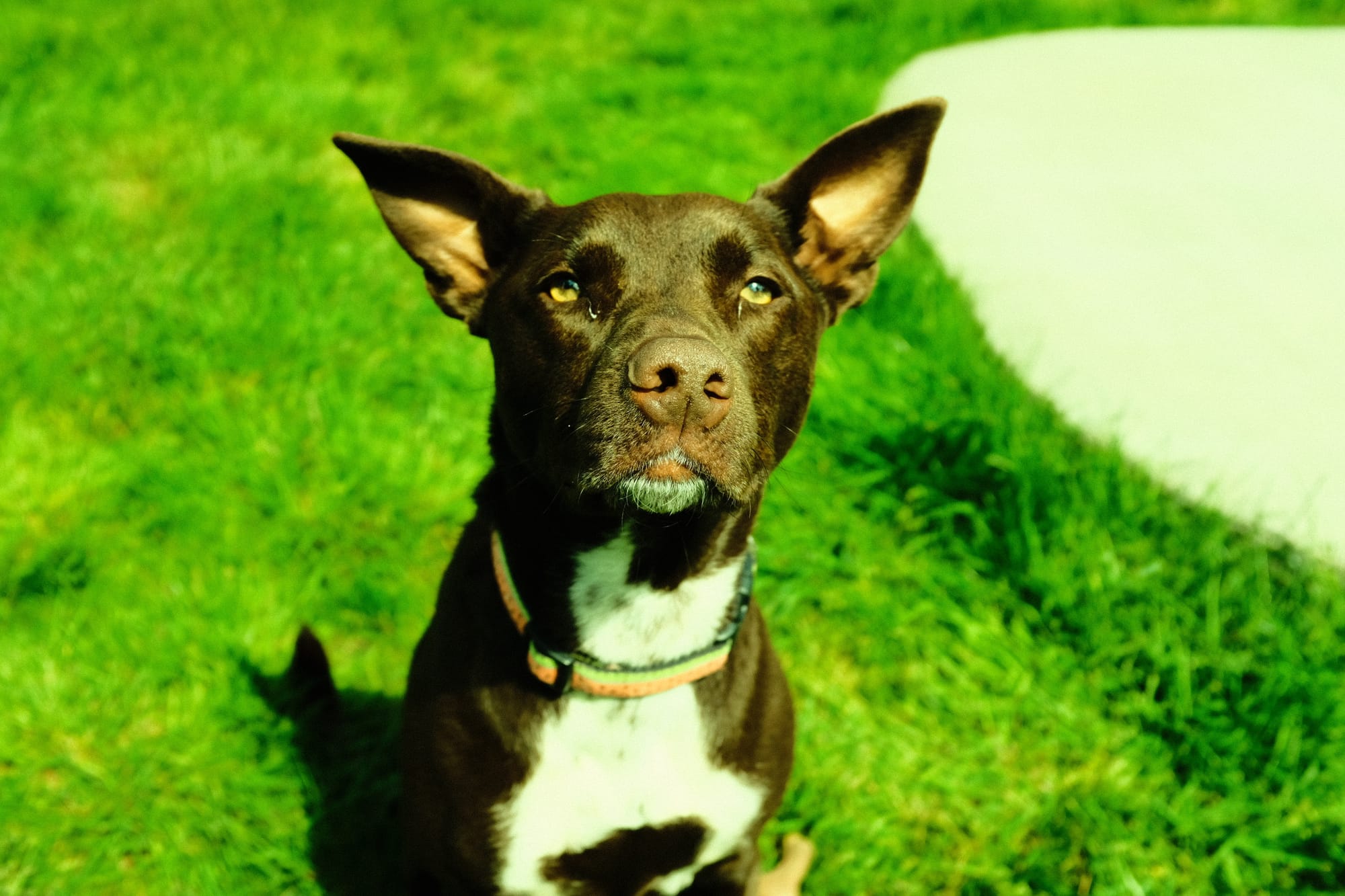A brown and white dog in front of bright green grass.