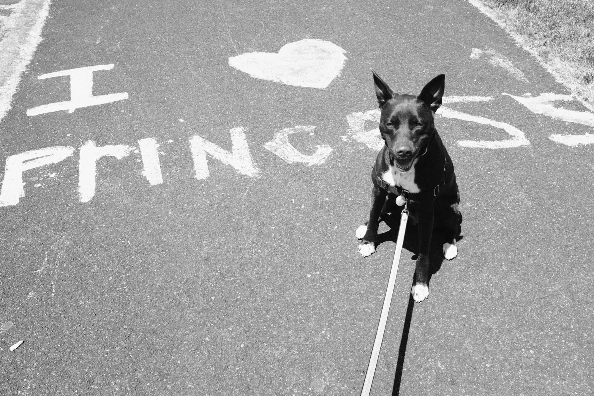 A cute dog on a leash sitting in front of a painting that says I love princess 