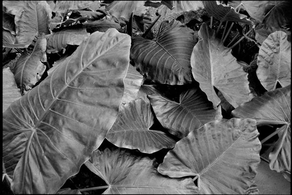 Black and white photo of large overlapping Taro plant leaves.