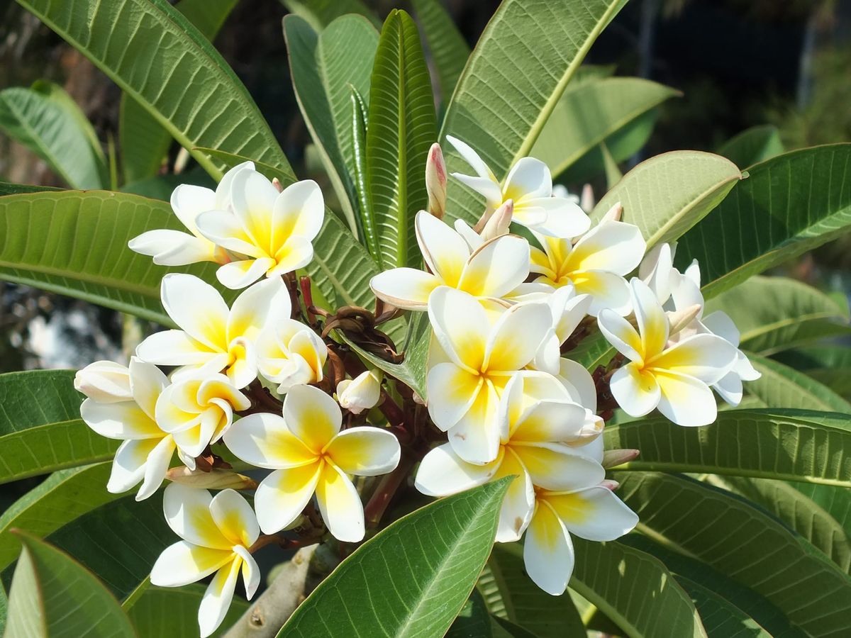 Plumeria (Frangipani): The Tropics in a Twig - Growing From Seeds