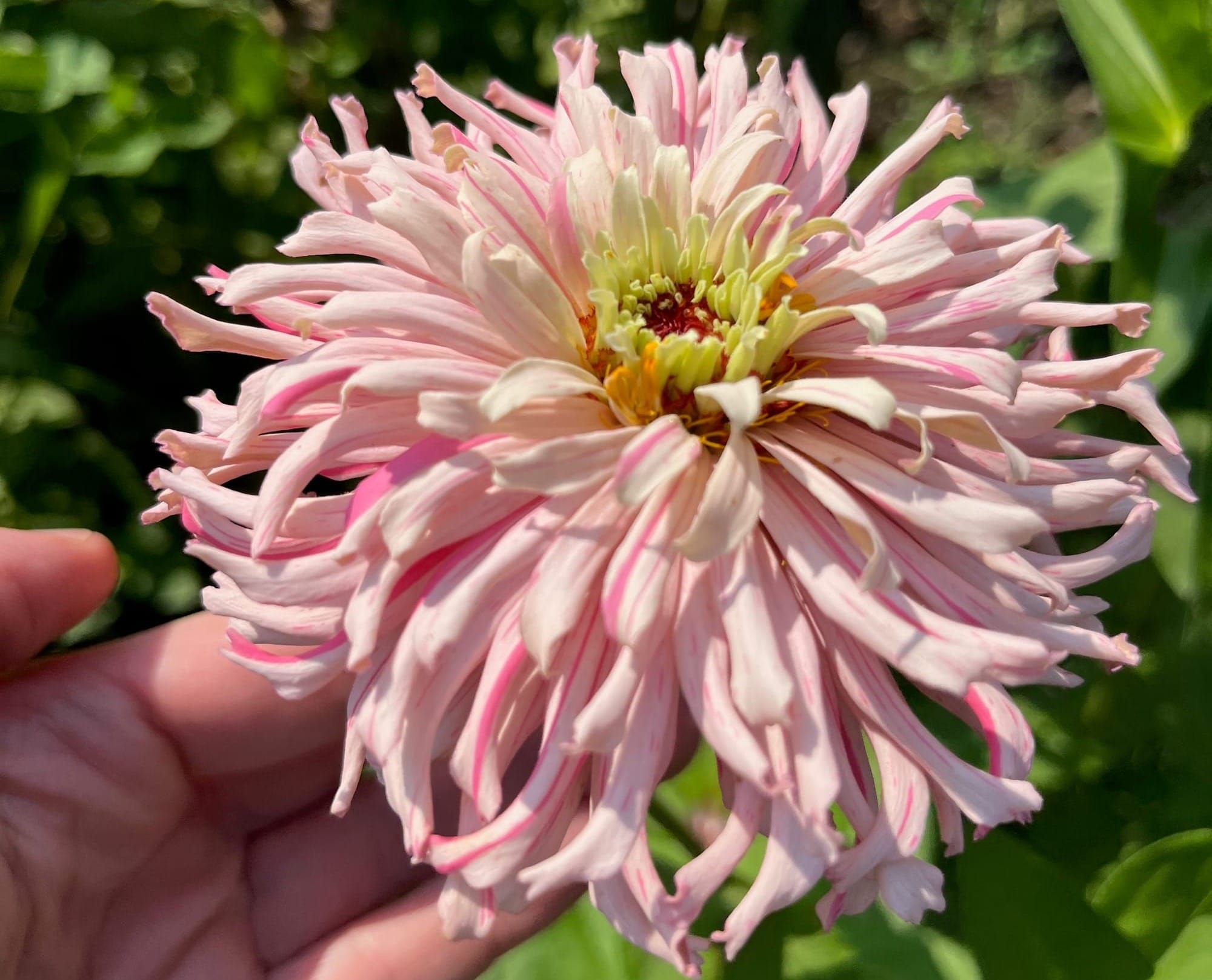 Midseason Fury of the Blooms