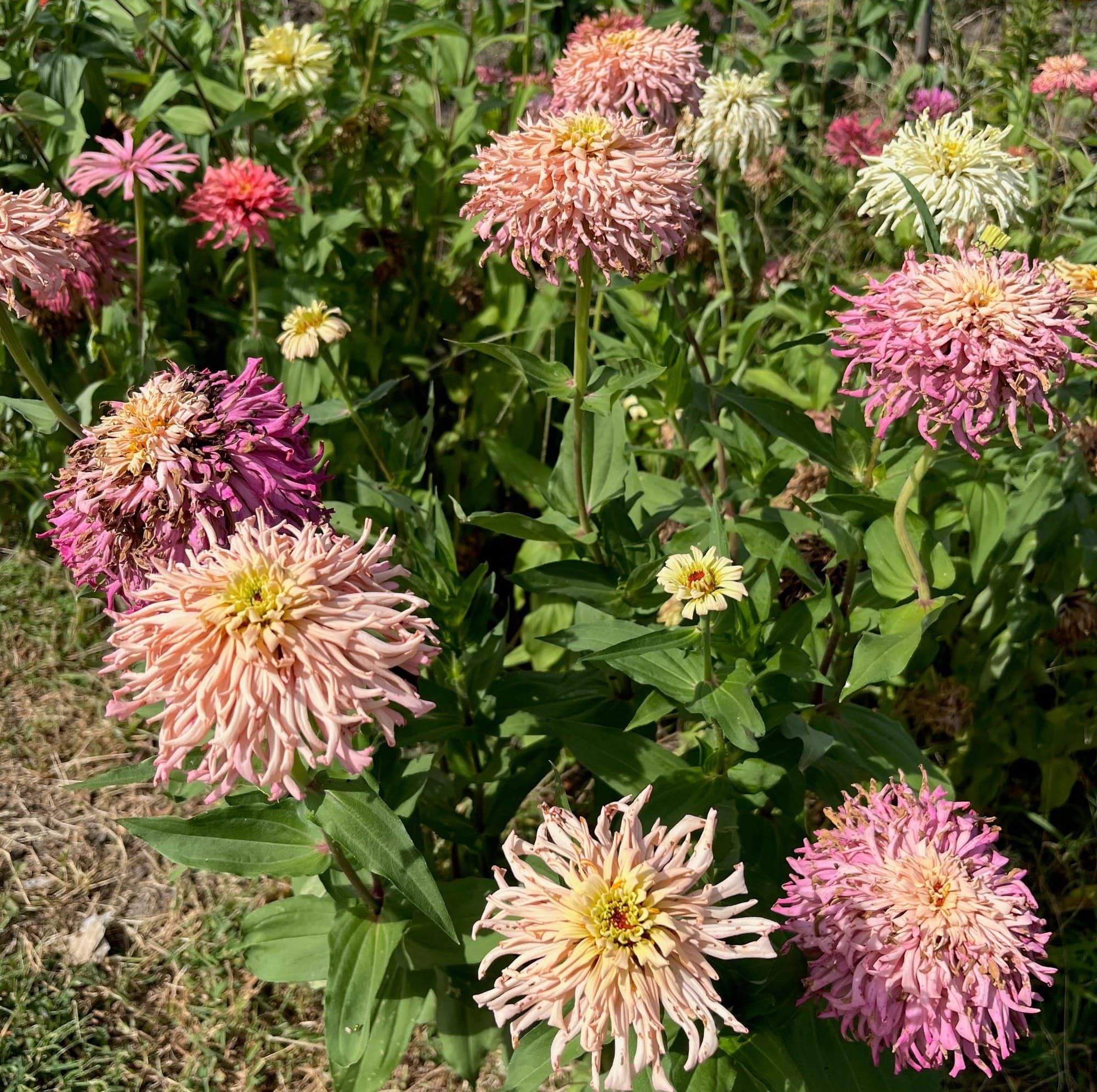 Once Again, Zinnias Save the Day