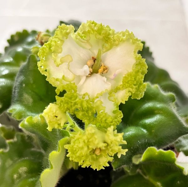 The Sometimes Complex Allure of Hybridizing African Violets