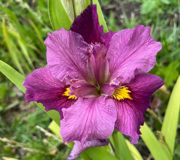 The Floral Growing Season is REALLY Off and Running