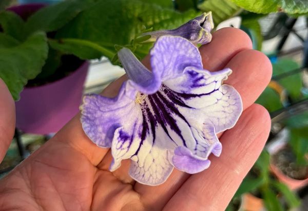 Streptocarpus (Cape Primrose) Hybridizing - Part 1
