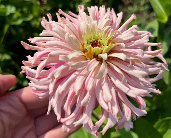 Midseason Fury of the Blooms