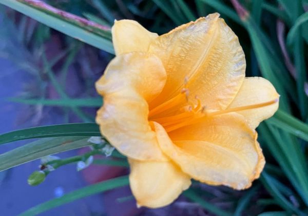 Re-Re-Re-blooming Stella de Oro Daylily