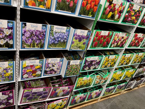 Attack of the Big Box Bulbs