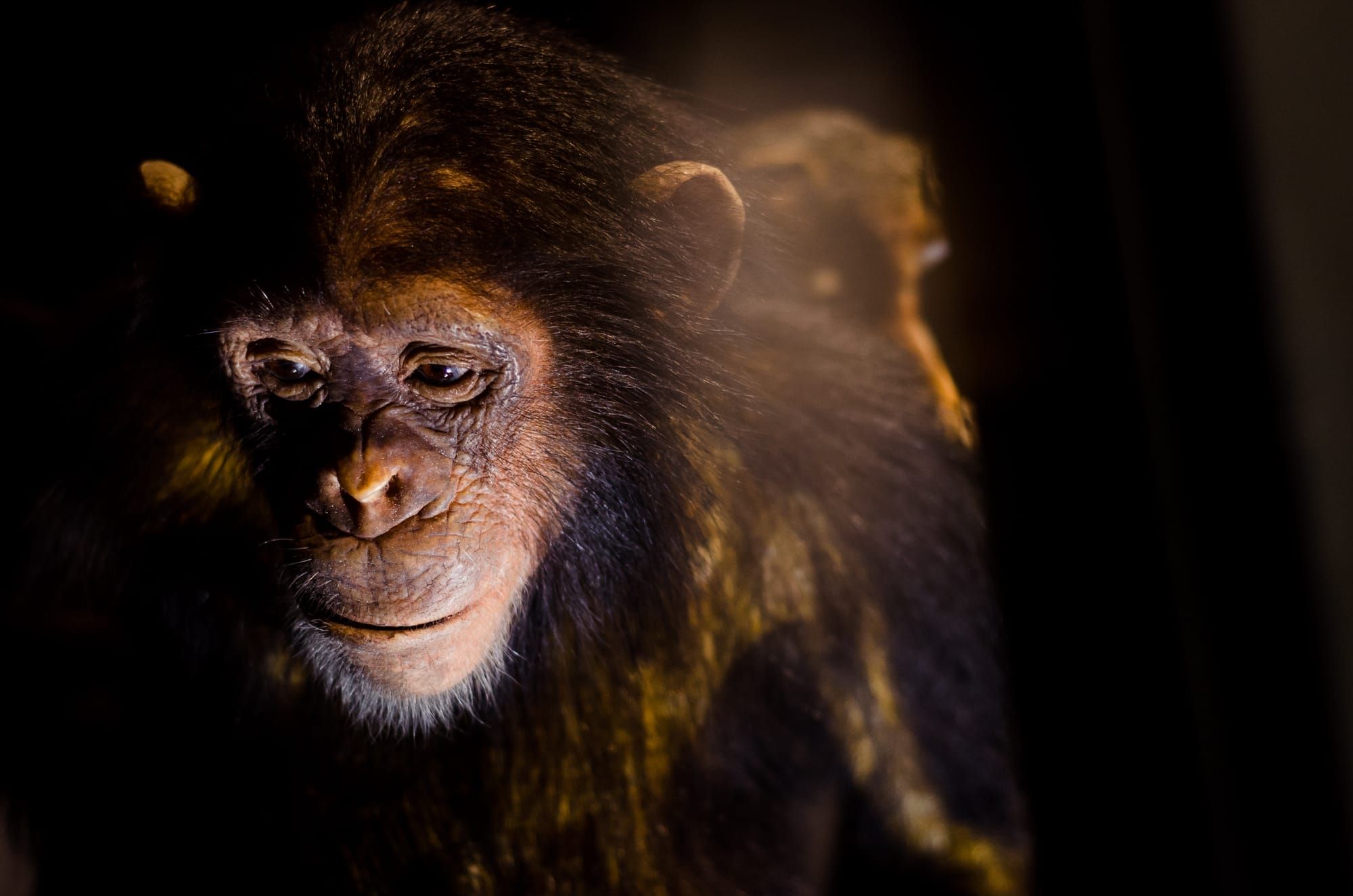 Where does bipedal evolution lead? — the future direction of the human body