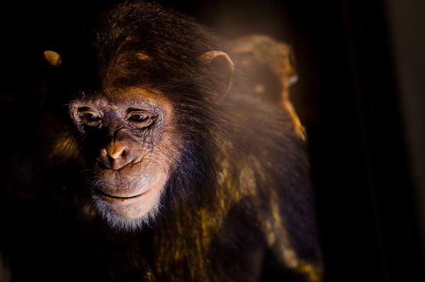 Where does bipedal evolution lead? — the future direction of the human body