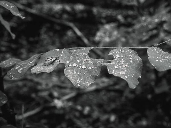 Misty Morning Hike | OM-5 MII
