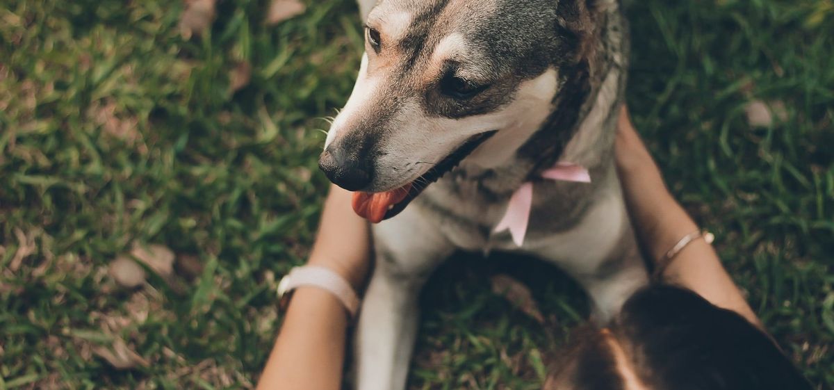 Meet the 12 Adorable Adoptables at the Forney Animal Shelter (The Perfect Christmas Gift!)