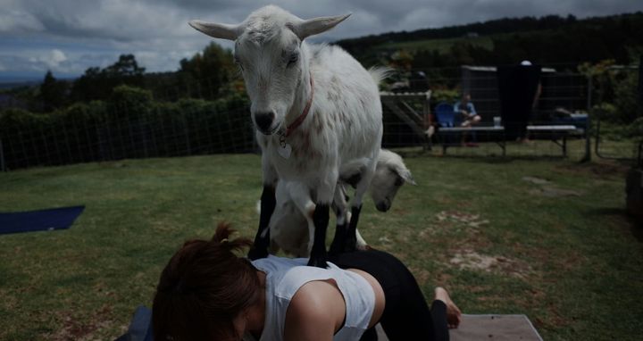 🐐🧘 The Great Goat Takeover: Forney Can’t Stop Doing Yoga With Goats