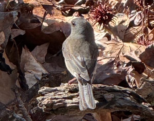 The Slate-colored Snowbird without the Snow