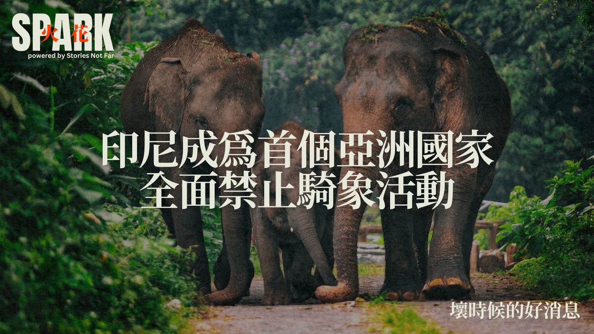 印尼成為首個亞洲國家全面禁止騎象活動