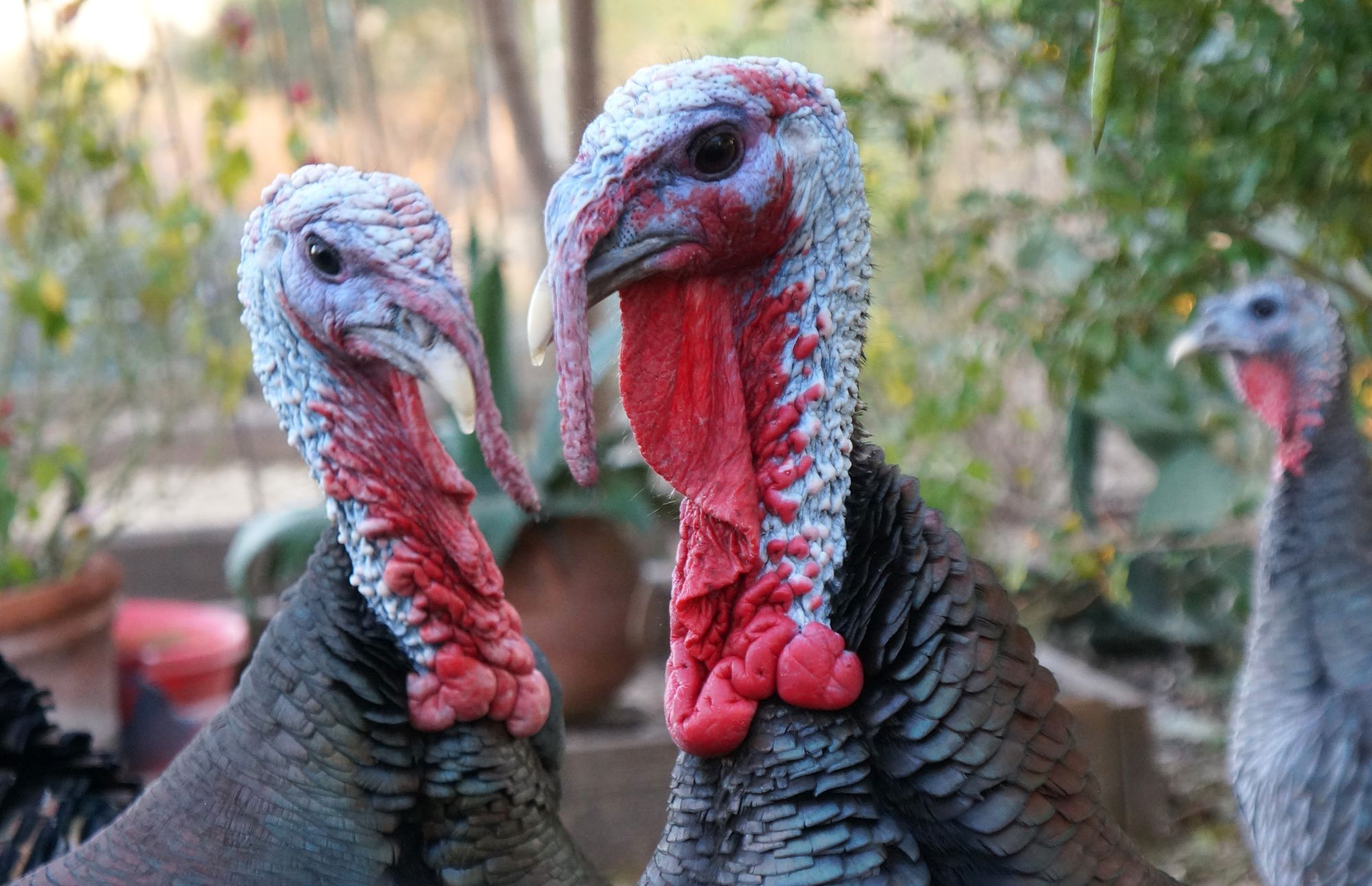 Turkeys Gone Wild!