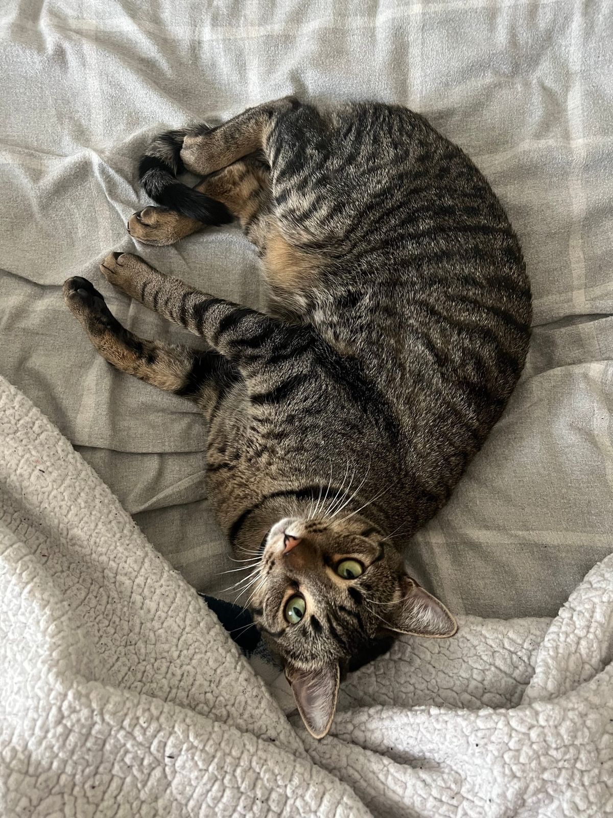 Captain's Log: Oobleck and the Obvious