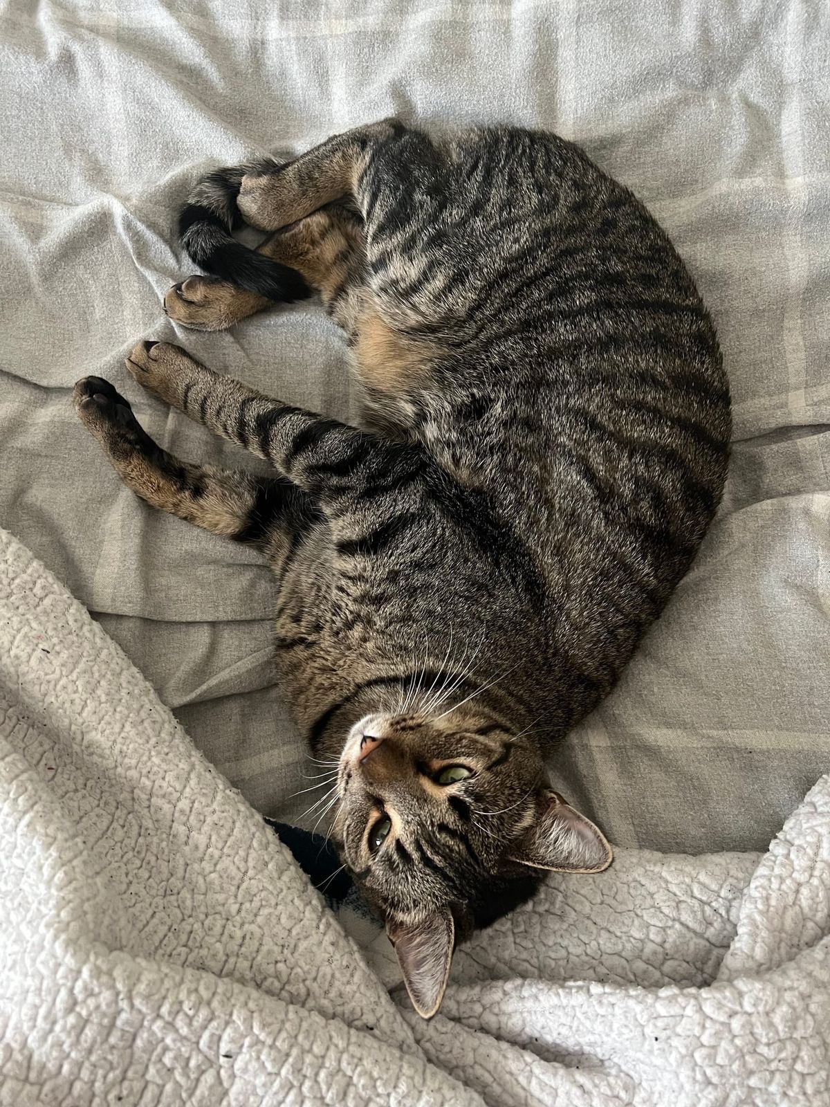 For The Love of Bubbles: The Gateway Concoction to Chemistry And The Universe