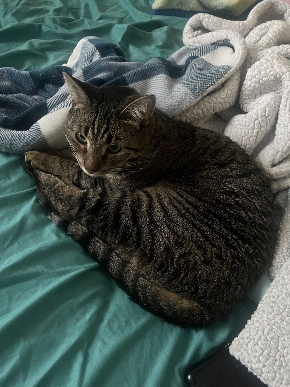 Volcano Science, Homemade Edition