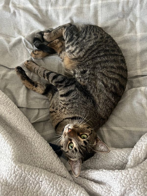 Captain's Log: Oobleck and the Obvious