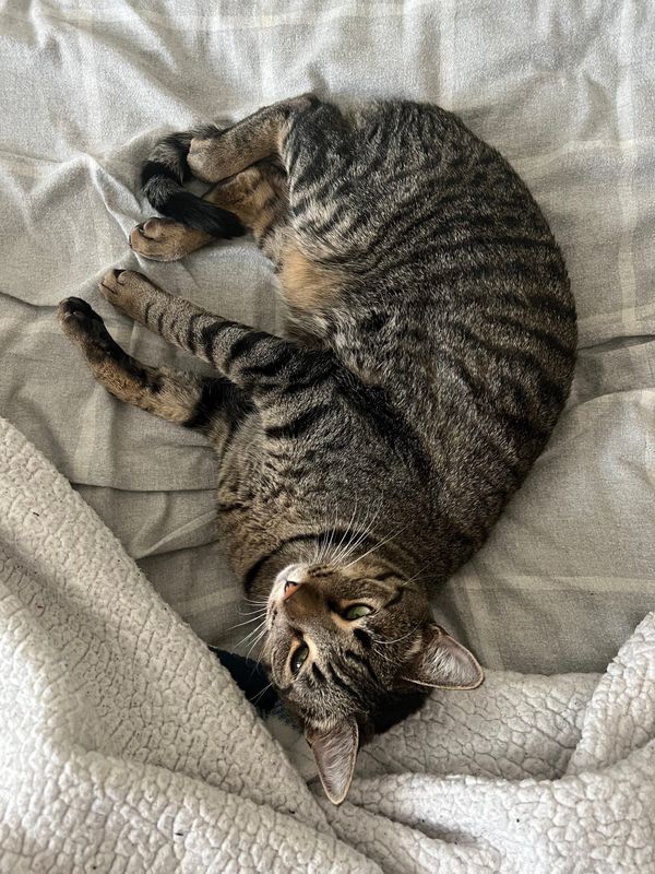 For The Love of Bubbles: The Gateway Concoction to Chemistry And The Universe