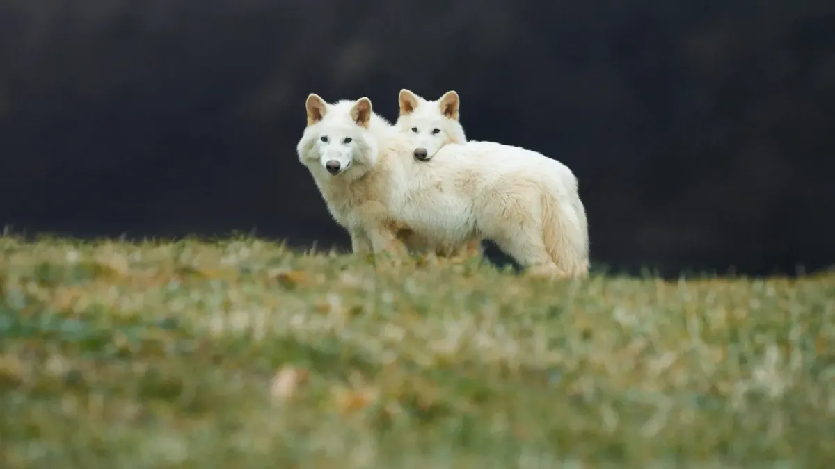 Meet The First Living Dire Wolves After Being Extinct For 10,000 Years