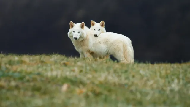 Meet The First Living Dire Wolves After Being Extinct For 10,000 Years