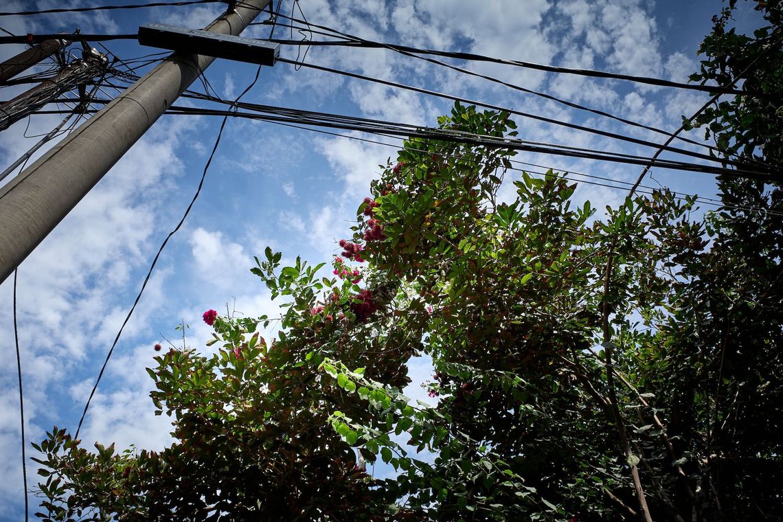 Les rambutans d’Aunty