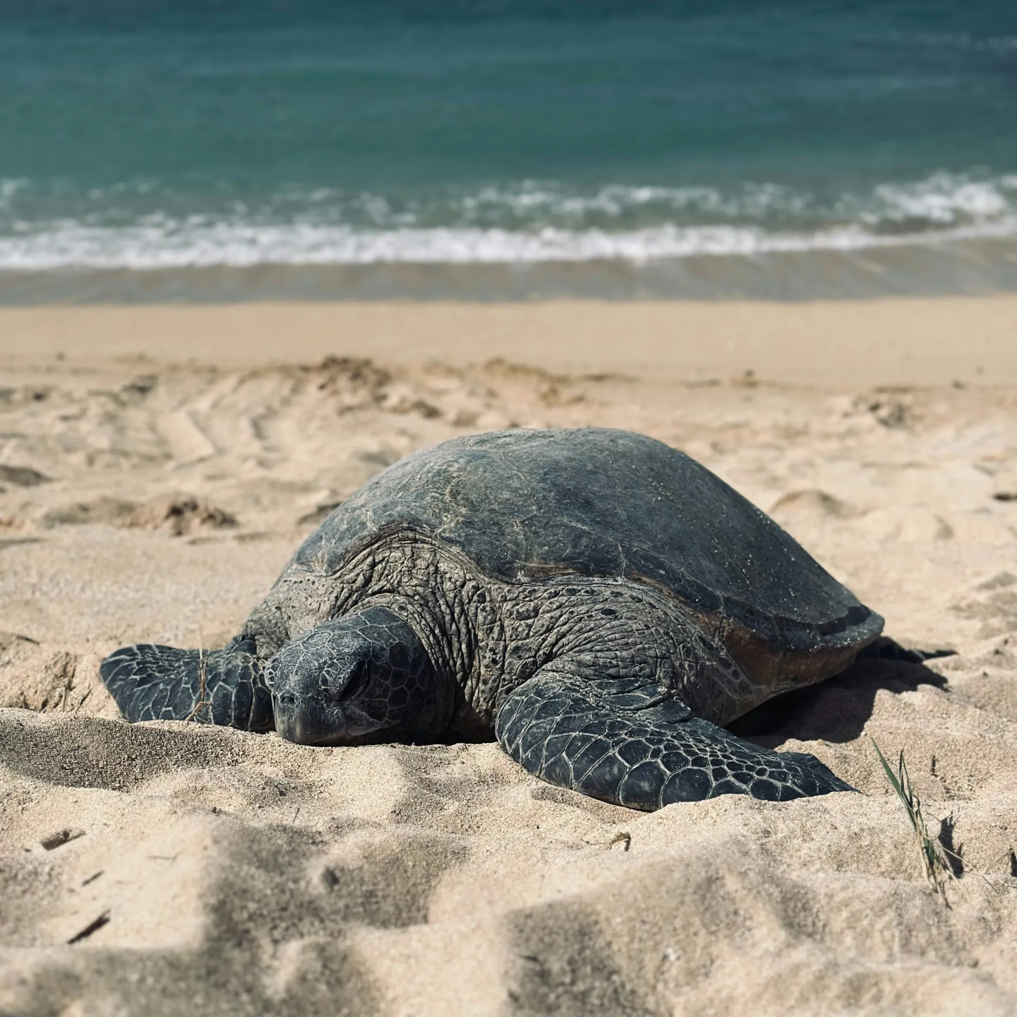 Green sea turtle resting on a sandy beach