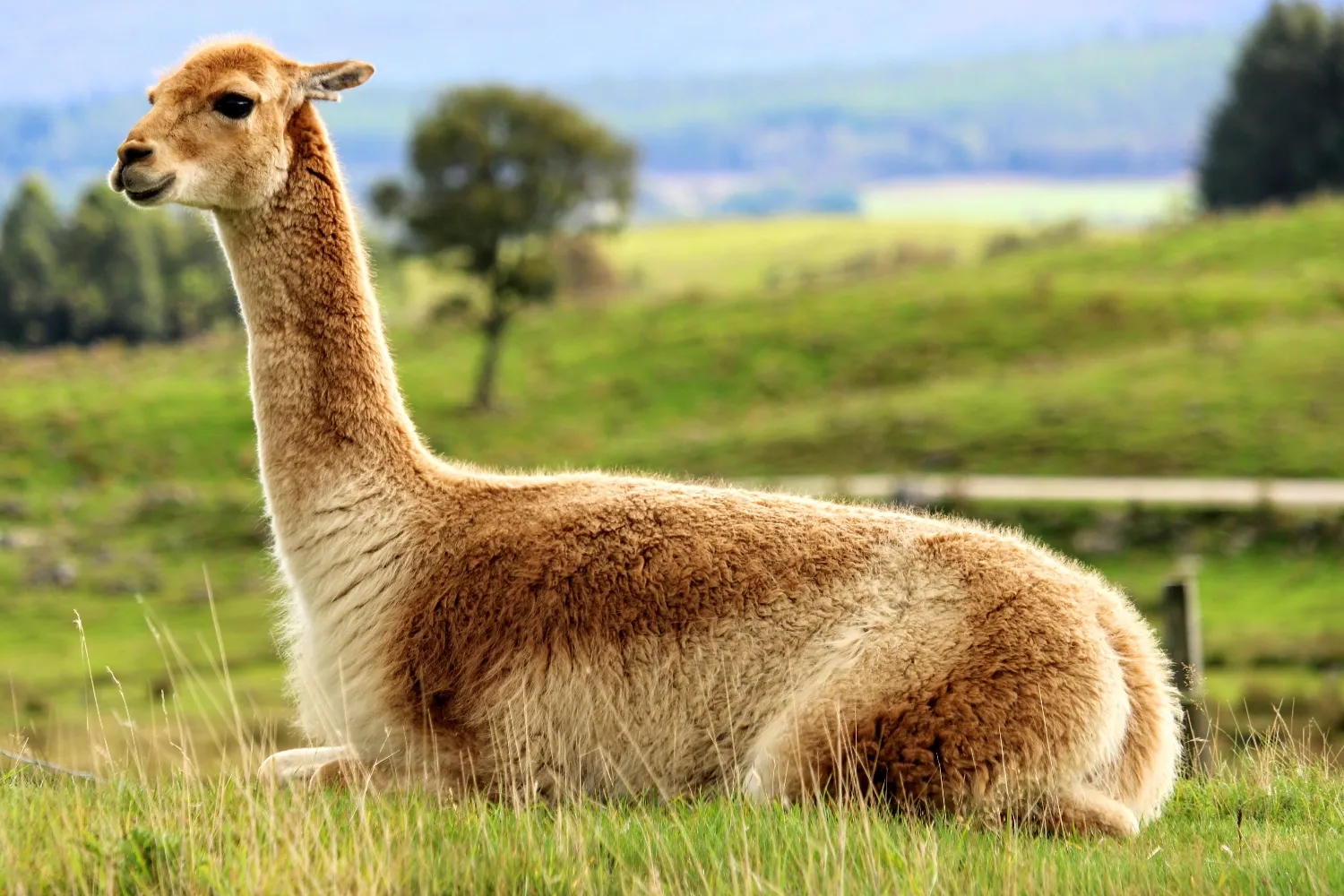 Vicuña - Peru's National Animal