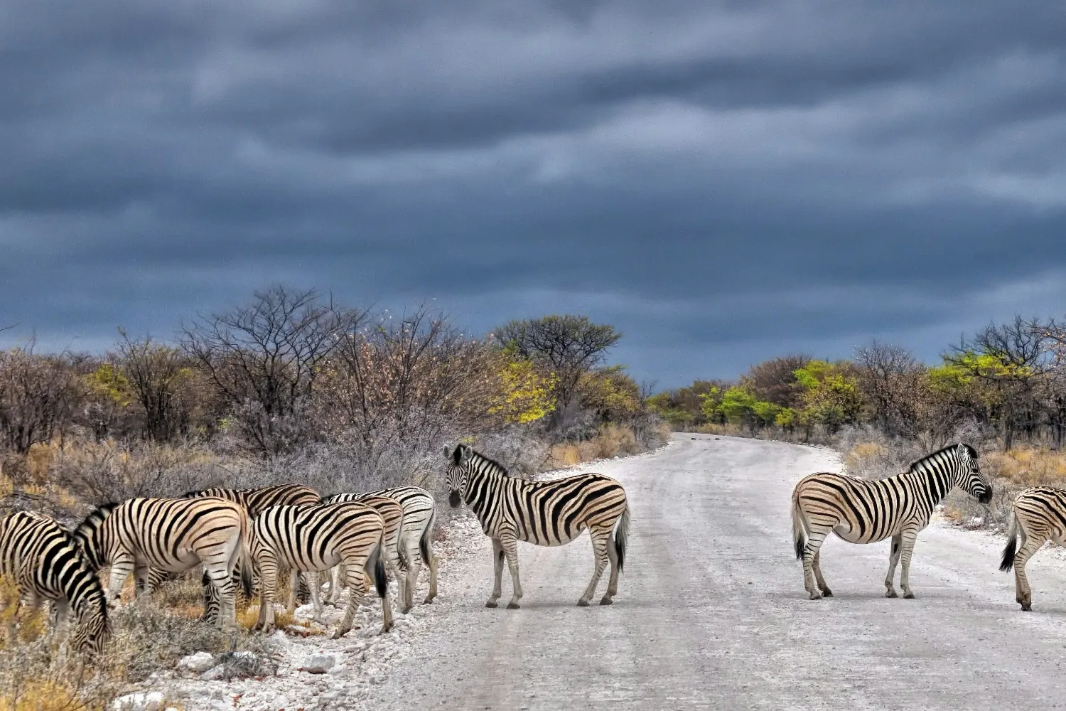 Etosha national park, Halali, Namibia