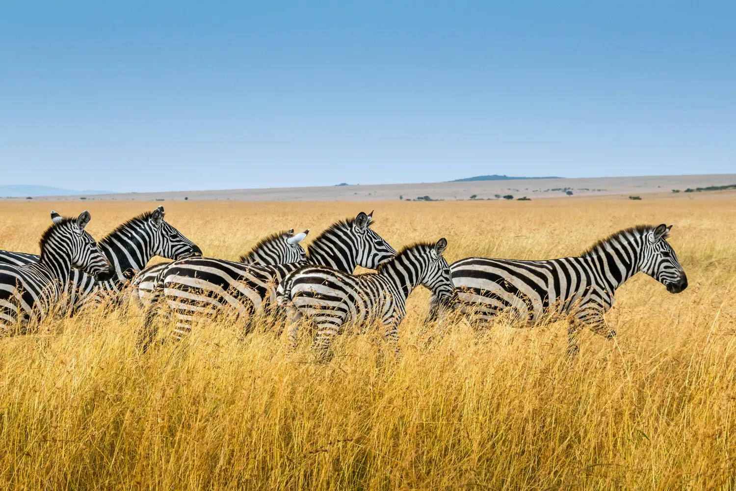 Zebras on a golden Kenya safari