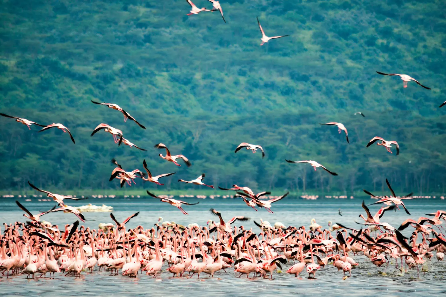 Flock of pink flamingos gathered and flying over a shallow lake in Kenya