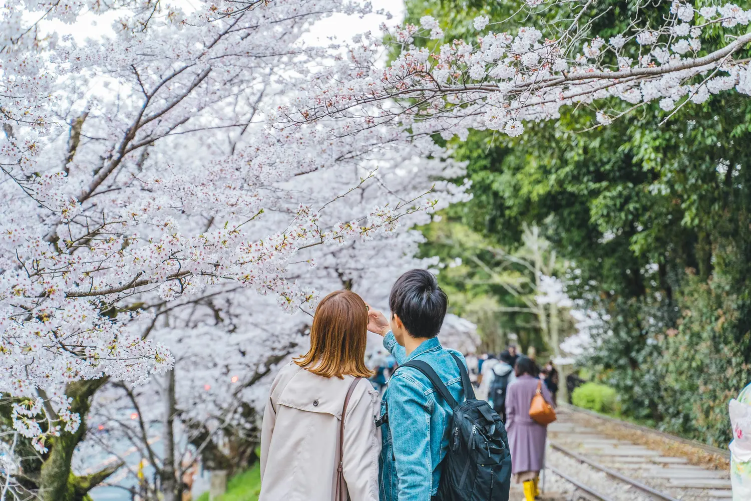Couple admiring cherry blossoms