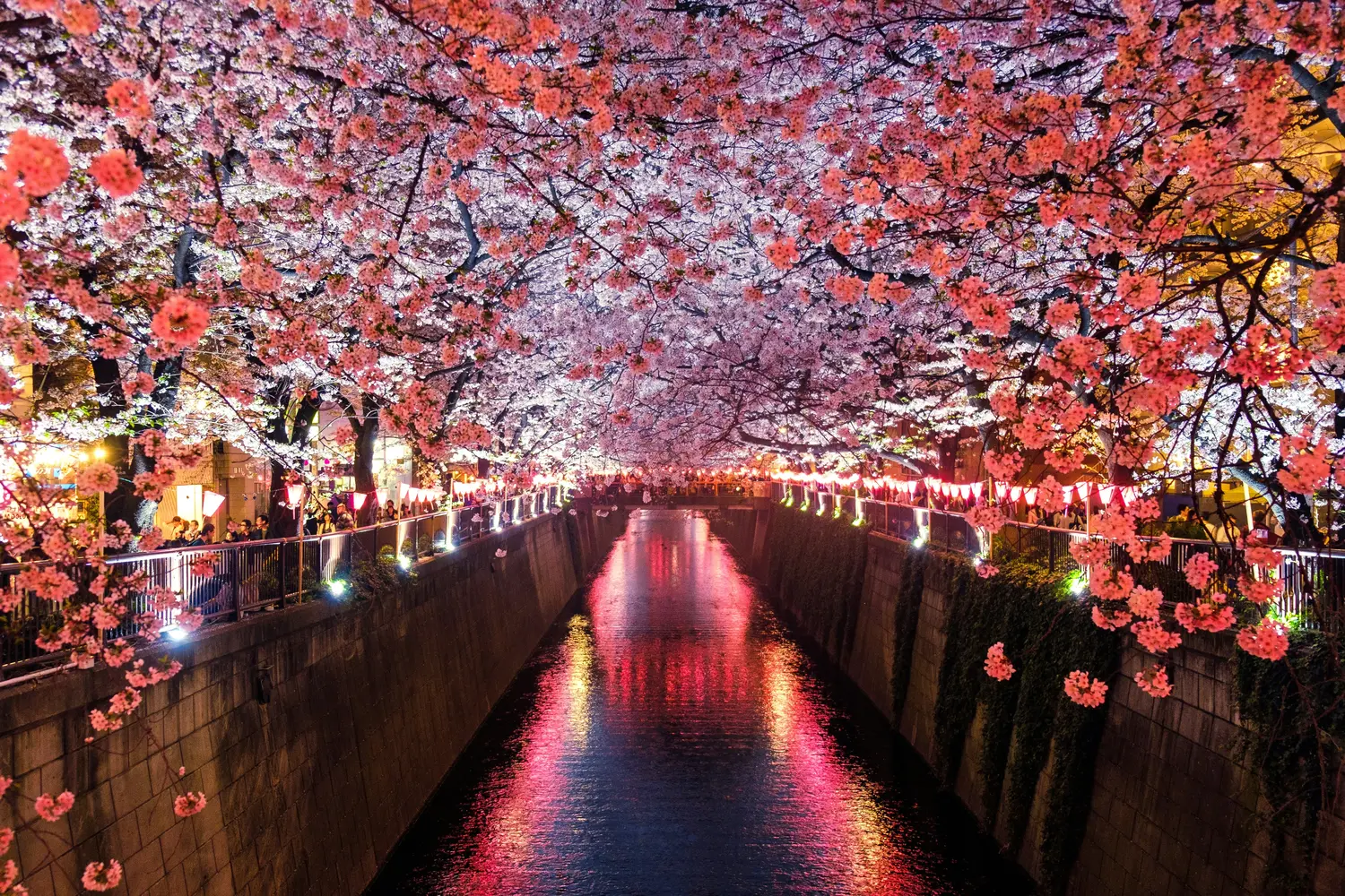 Cherry blossoms blooming at night along the Meguro River in Tokyo, Japan