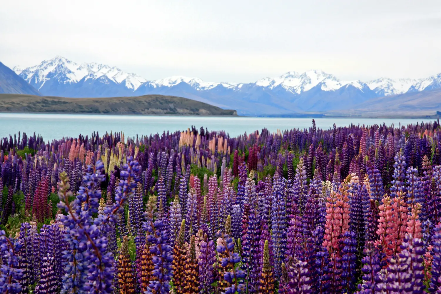 Russell lupins along the turquoise shores of Lake Tekapo on the South Island of New Zealand
